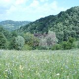 Teren intravilan de vanzare in Telega